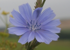 Bachblüten Indikationen
