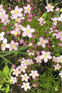 Bachblüten: Centaury