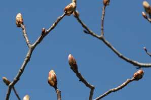 Bachblüten: Chestnut Bud