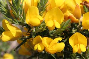 Bachblüten: Gorse