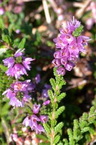 Bachblüten: Heather