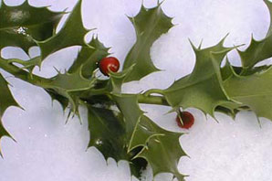 Bachblüten: Holly