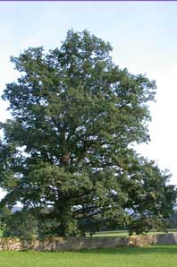 Bachblüten: Oak
