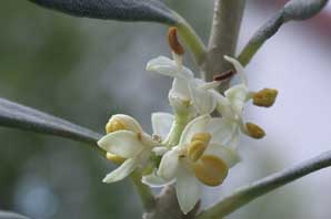 Bachblüten: Olive