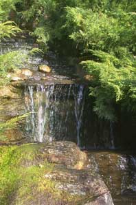 Bachblüten: Rock Water