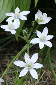 Bachblüten: Star of Bethlehem