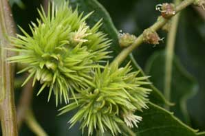 Bachblüten: Sweet Chestnut