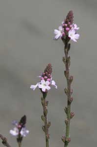 Bachblüten: Vervain
