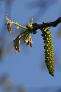 Bachblüten: Walnut