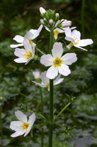 Bachblüten: Water Violet