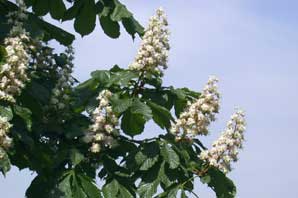 Bachblüten: White Chestnut