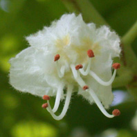 Bachblüten: White Chestnut