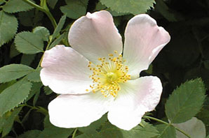 Bachblüten: Wildrose