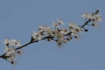 Bachblüten: Cherry Plum