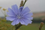 Bachblüten: Chicory