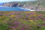 Bachblüten: Heather