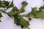 Bachblüten: Holly