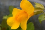 Bachblüten: Mimulus