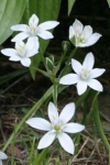 Bachblüten: Star of Bethlehem