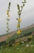 Bachblüten: Agrimony