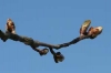 Bachblüten: Chestnut Bud