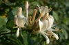 Bachblüten: Honeysuckle