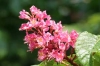 Bachblüten: Red Chestnut