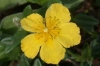 Bachblüten: Rock Rose