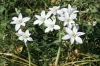 Bachblüten: Star of Bethlehem