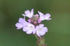 Bachblüten: Vervain