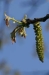 Bachblüten: Walnut