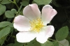 Bachblüten: Wildrose